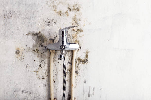 Mold Removal Process in Navarre Beach, FL