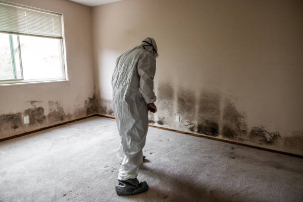 Home Mold Removal in Navarre Beach, FL