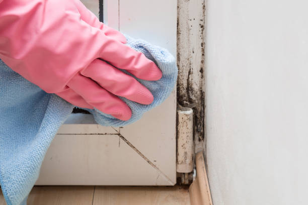 Best Mold Damage Repair  in Navarre Beach, FL