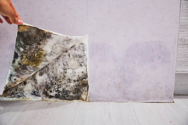 Best Mold Remediation  in Navarre Beach, FL
